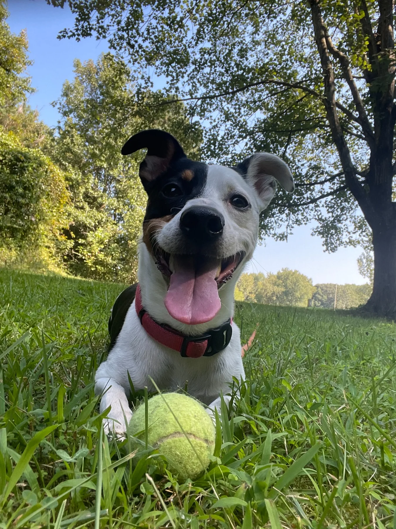 Patch, Stacey's happy black and white dog, lying in grass with a tennis ball